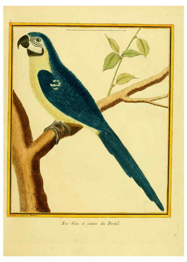 Reproducción/Reproduction 6009192730: Planches enluminées d'histoire naturelle t.1 Paris? :s.n.,1765-1783? 