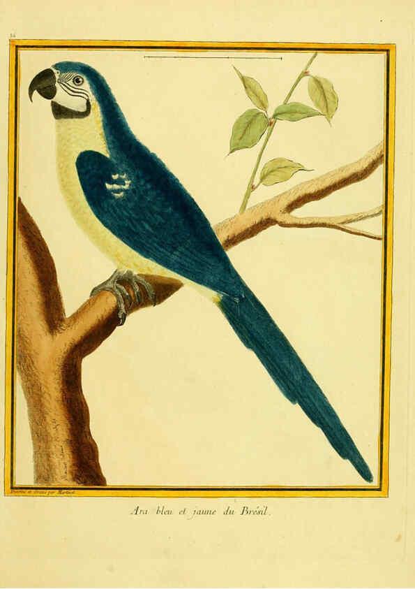 Reproducción/Reproduction 6009192730: Planches enluminées d'histoire naturelle t.1 Paris? :s.n.,1765-1783? 