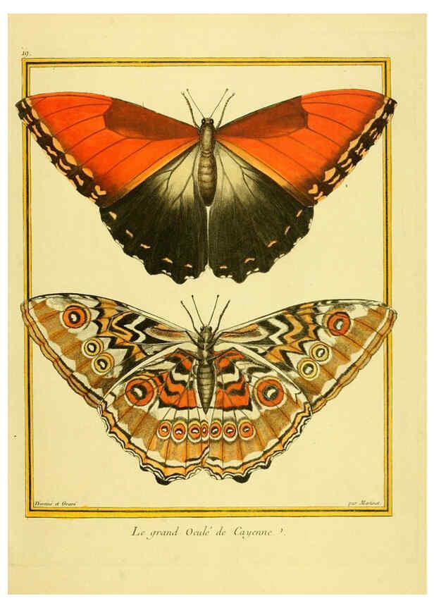 Reproducción/Reproduction 6009188444: Planches enluminées d'histoire naturelle t.1 Paris? :s.n.,1765-1783? 