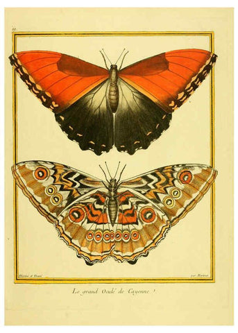 Reproducción/Reproduction 6009188444: Planches enluminées d'histoire naturelle t.1 Paris? :s.n.,1765-1783? 