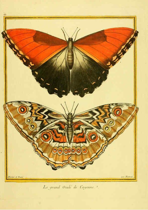 Reproducción/Reproduction 6009188444: Planches enluminées d'histoire naturelle t.1 Paris? :s.n.,1765-1783? 