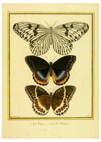Reproducción/Reproduction 6009188610: Planches enluminées d'histoire naturelle t.1 Paris? :s.n.,1765-1783? 