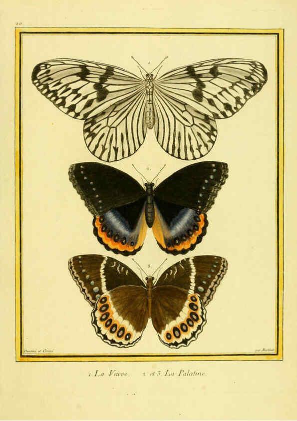 Reproducción/Reproduction 6009188610: Planches enluminées d'histoire naturelle t.1 Paris? :s.n.,1765-1783? 