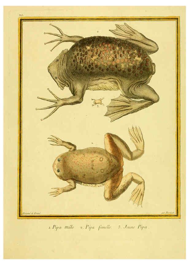 Reproducción/Reproduction 6008639947: Planches enluminées d'histoire naturelle t.1 Paris? :s.n.,1765-1783? 