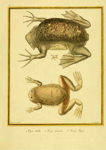 Reproducción/Reproduction 6008639947: Planches enluminées d'histoire naturelle t.1 Paris? :s.n.,1765-1783? 