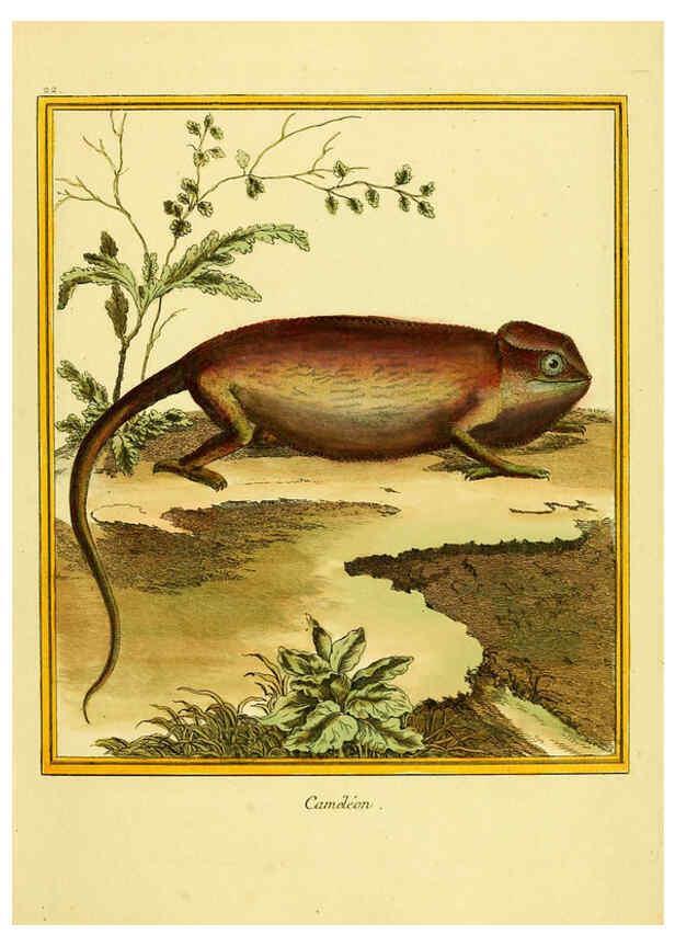 Reproducción/Reproduction 6008640151: Planches enluminées d'histoire naturelle t.1 Paris? :s.n.,1765-1783? 