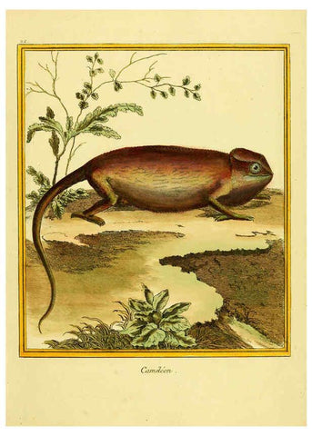 Reproducción/Reproduction 6008640151: Planches enluminées d'histoire naturelle t.1 Paris? :s.n.,1765-1783? 