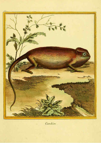 Reproducción/Reproduction 6008640151: Planches enluminées d'histoire naturelle t.1 Paris? :s.n.,1765-1783? 