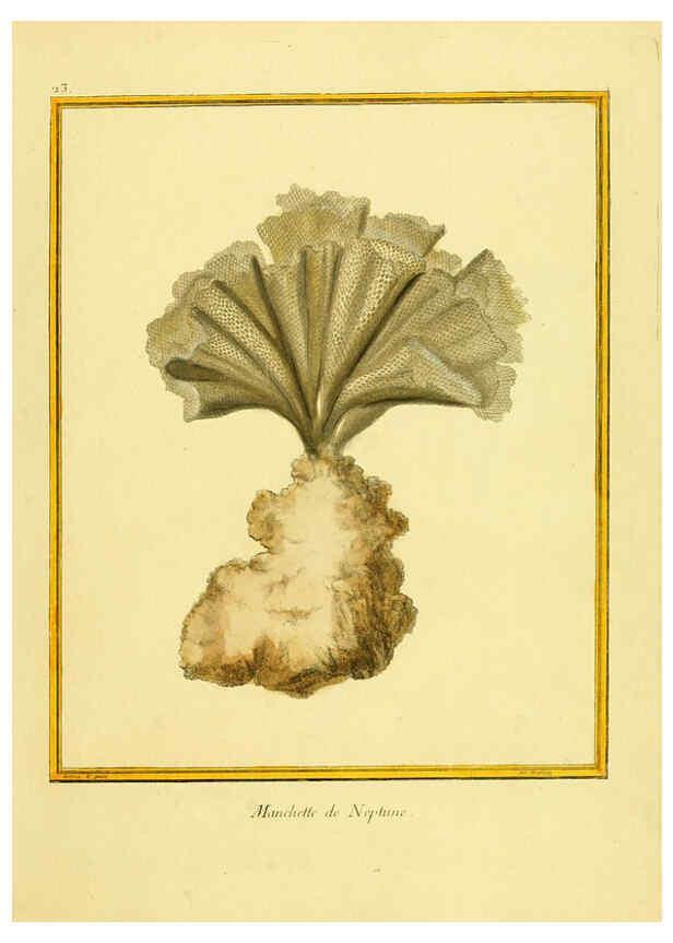 Reproducción/Reproduction 6008640441: Planches enluminées d'histoire naturelle t.1 Paris? :s.n.,1765-1783? 
