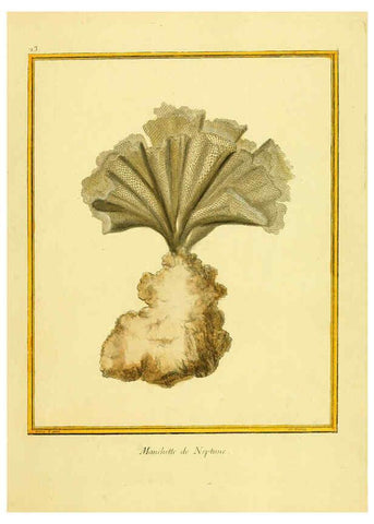 Reproducción/Reproduction 6008640441: Planches enluminées d'histoire naturelle t.1 Paris? :s.n.,1765-1783? 