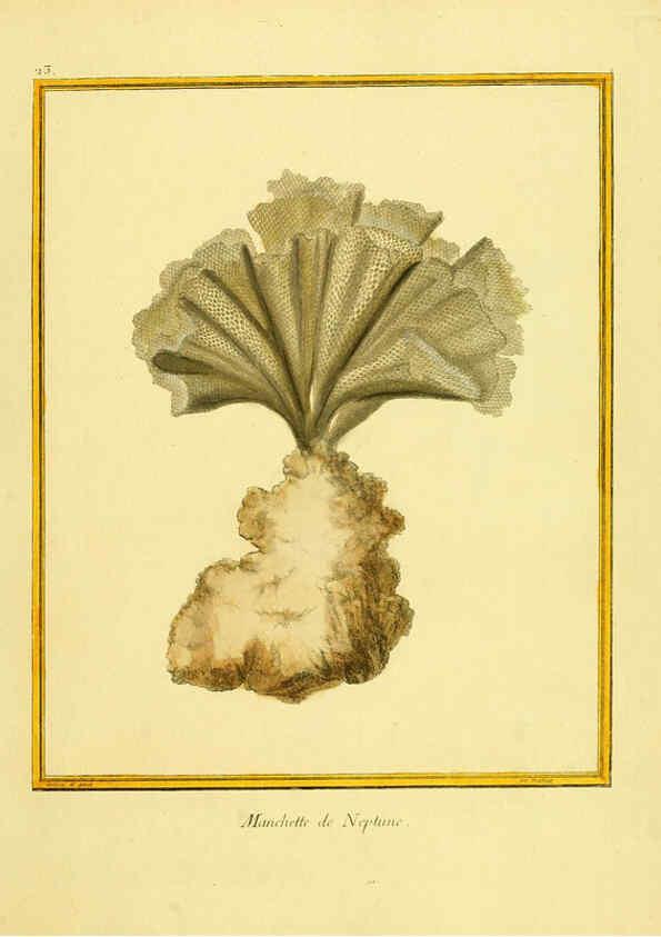 Reproducción/Reproduction 6008640441: Planches enluminées d'histoire naturelle t.1 Paris? :s.n.,1765-1783? 