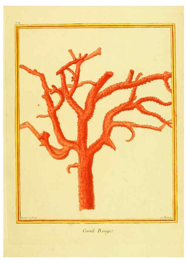 Reproducción/Reproduction 6009189750: Planches enluminées d'histoire naturelle t.1 Paris? :s.n.,1765-1783? 