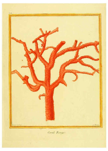 Reproducción/Reproduction 6009189750: Planches enluminées d'histoire naturelle t.1 Paris? :s.n.,1765-1783? 