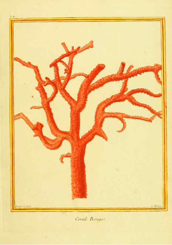 Reproducción/Reproduction 6009189750: Planches enluminées d'histoire naturelle t.1 Paris? :s.n.,1765-1783? 