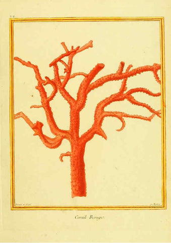 Reproducción/Reproduction 6009189750: Planches enluminées d'histoire naturelle t.1 Paris? :s.n.,1765-1783? 