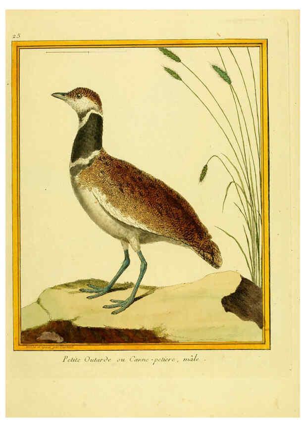 Reproducción/Reproduction 6009189930: Planches enluminées d'histoire naturelle t.1 Paris? :s.n.,1765-1783? 