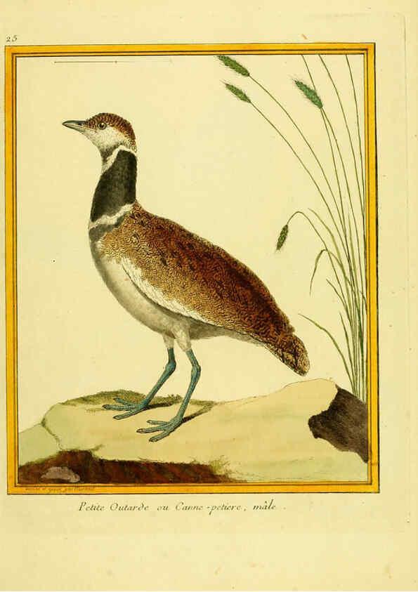 Reproducción/Reproduction 6009189930: Planches enluminées d'histoire naturelle t.1 Paris? :s.n.,1765-1783? 