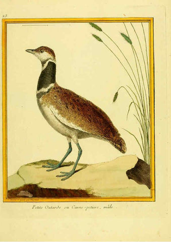 Reproducción/Reproduction 6009189930: Planches enluminées d'histoire naturelle t.1 Paris? :s.n.,1765-1783? 