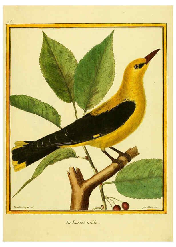 Reproducción/Reproduction 6008641193: Planches enluminées d'histoire naturelle t.1 Paris? :s.n.,1765-1783? 