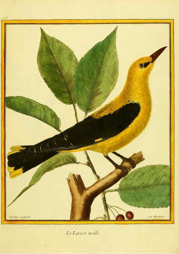 Reproducción/Reproduction 6008641193: Planches enluminées d'histoire naturelle t.1 Paris? :s.n.,1765-1783? 