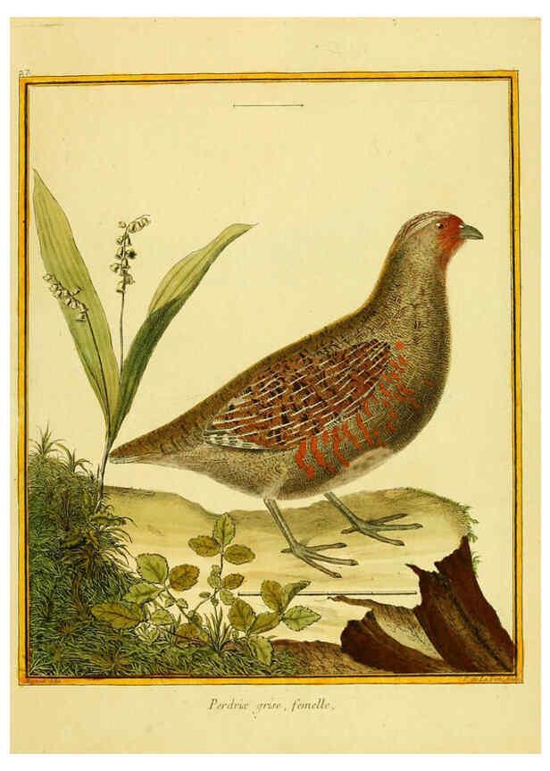 Reproducción/Reproduction 6009190590: Planches enluminées d'histoire naturelle t.1 Paris? :s.n.,1765-1783? 