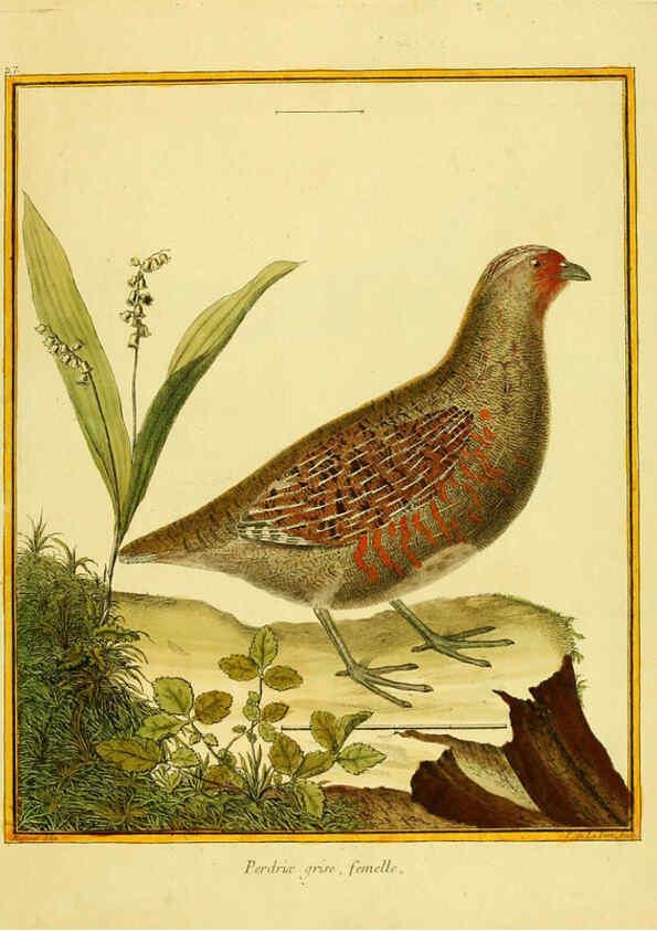 Reproducción/Reproduction 6009190590: Planches enluminées d'histoire naturelle t.1 Paris? :s.n.,1765-1783? 