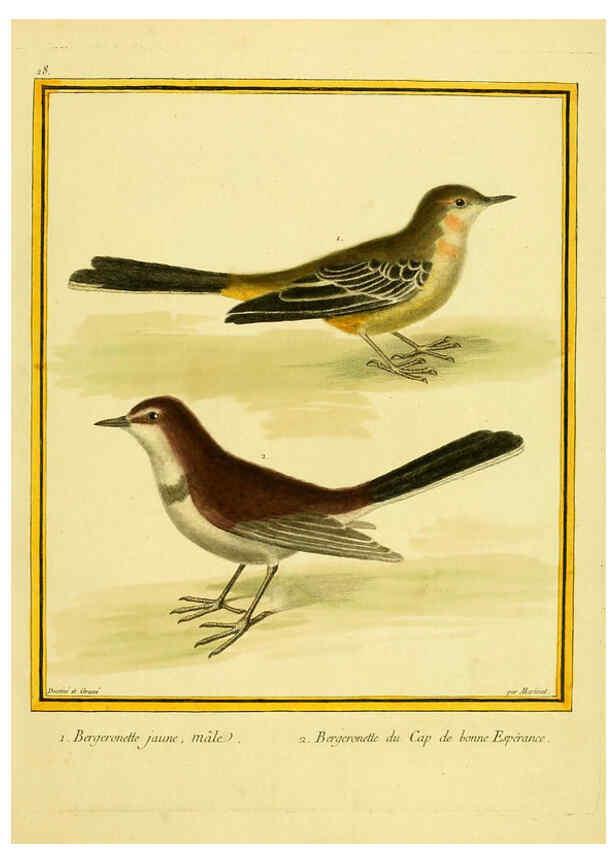 Reproducción/Reproduction 6009190778: Planches enluminées d'histoire naturelle t.1 Paris? :s.n.,1765-1783? 