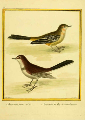 Reproducción/Reproduction 6009190778: Planches enluminées d'histoire naturelle t.1 Paris? :s.n.,1765-1783? 