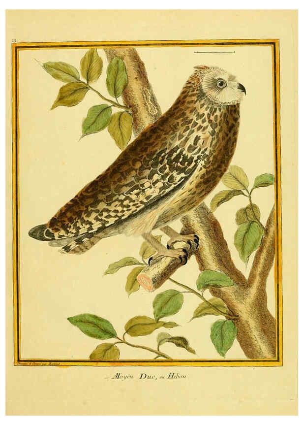 Reproducción/Reproduction 6008641827: Planches enluminées d'histoire naturelle t.1 Paris? :s.n.,1765-1783? 