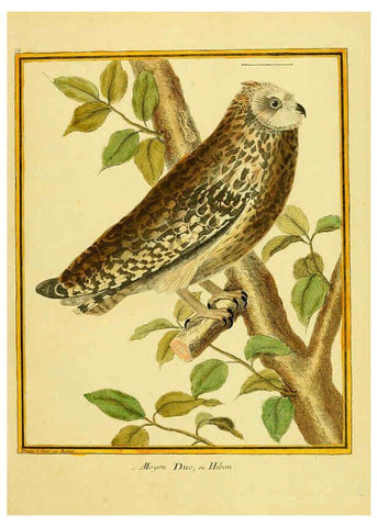 Reproducción/Reproduction 6008641827: Planches enluminées d'histoire naturelle t.1 Paris? :s.n.,1765-1783? 