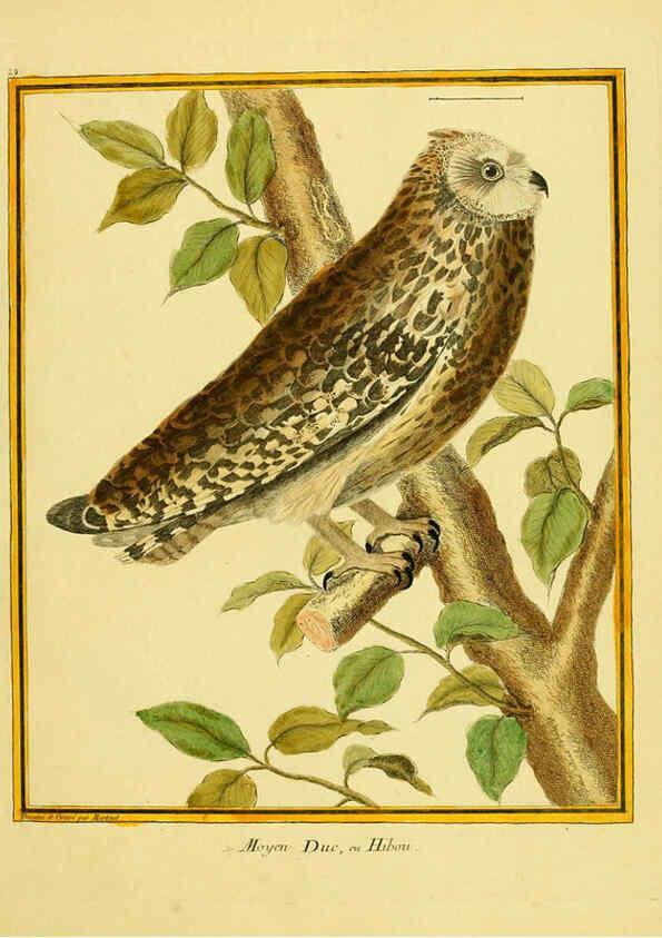 Reproducción/Reproduction 6008641827: Planches enluminées d'histoire naturelle t.1 Paris? :s.n.,1765-1783? 