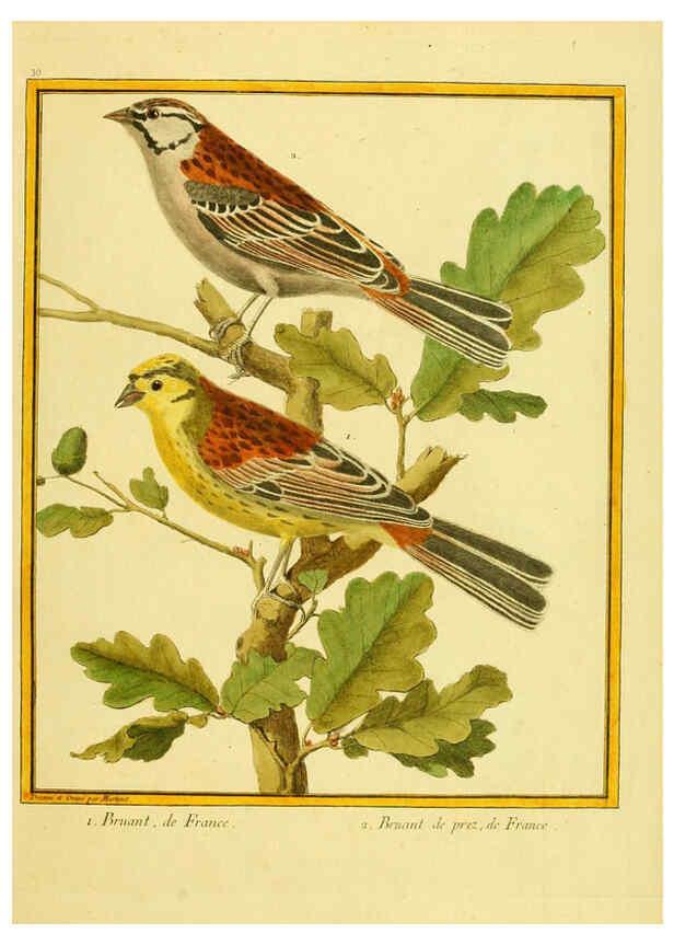 Reproducción/Reproduction 6009191152: Planches enluminées d'histoire naturelle t.1 Paris? :s.n.,1765-1783? 