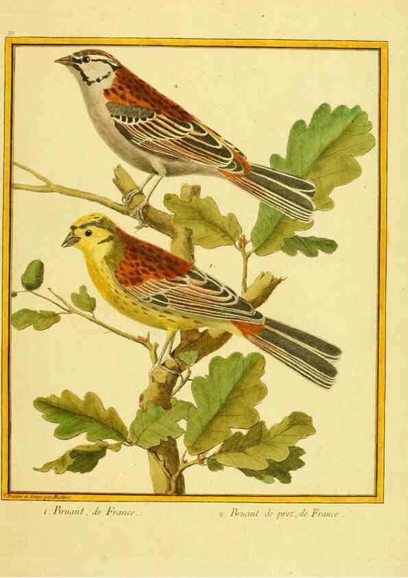 Reproducción/Reproduction 6009191152: Planches enluminées d'histoire naturelle t.1 Paris? :s.n.,1765-1783? 