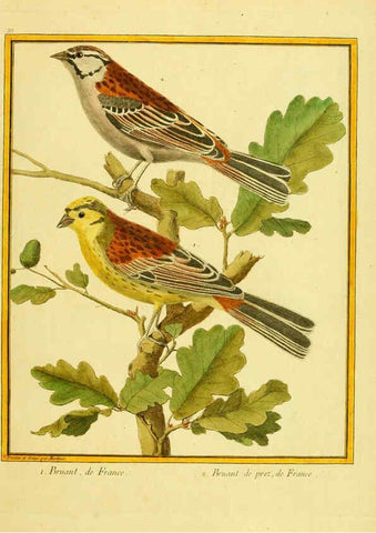 Reproducción/Reproduction 6009191152: Planches enluminées d'histoire naturelle t.1 Paris? :s.n.,1765-1783? 