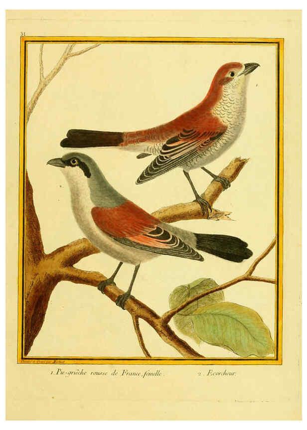 Reproducción/Reproduction 6008642331: Planches enluminées d'histoire naturelle t.1 Paris? :s.n.,1765-1783? 