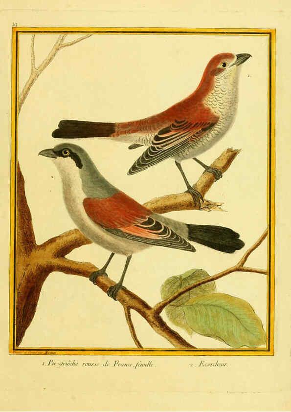 Reproducción/Reproduction 6008642331: Planches enluminées d'histoire naturelle t.1 Paris? :s.n.,1765-1783? 