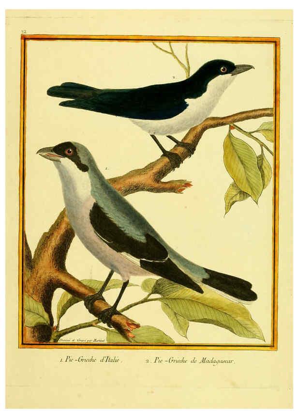 Reproducción/Reproduction 6008642501: Planches enluminées d'histoire naturelle t.1 Paris? :s.n.,1765-1783? 