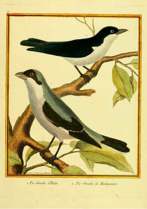 Reproducción/Reproduction 6008642501: Planches enluminées d'histoire naturelle t.1 Paris? :s.n.,1765-1783? 