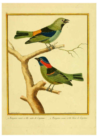 Reproducción/Reproduction 6008642719: Planches enluminées d'histoire naturelle t.1 Paris? :s.n.,1765-1783? 