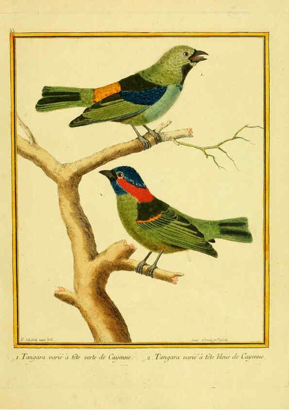 Reproducción/Reproduction 6008642719: Planches enluminées d'histoire naturelle t.1 Paris? :s.n.,1765-1783? 