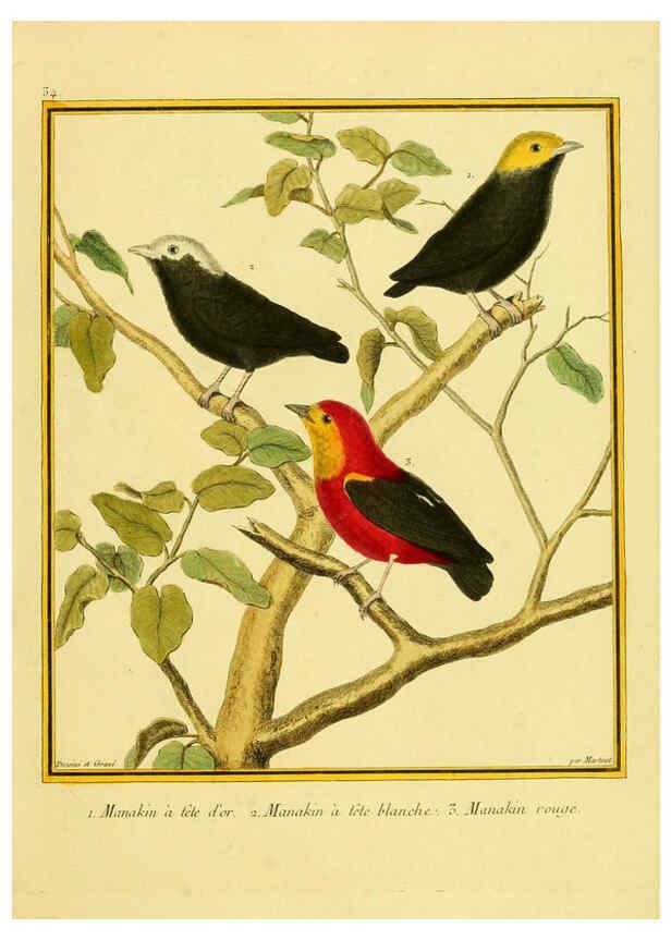 Reproducción/Reproduction 6009192204: Planches enluminées d'histoire naturelle t.1 Paris? :s.n.,1765-1783? 