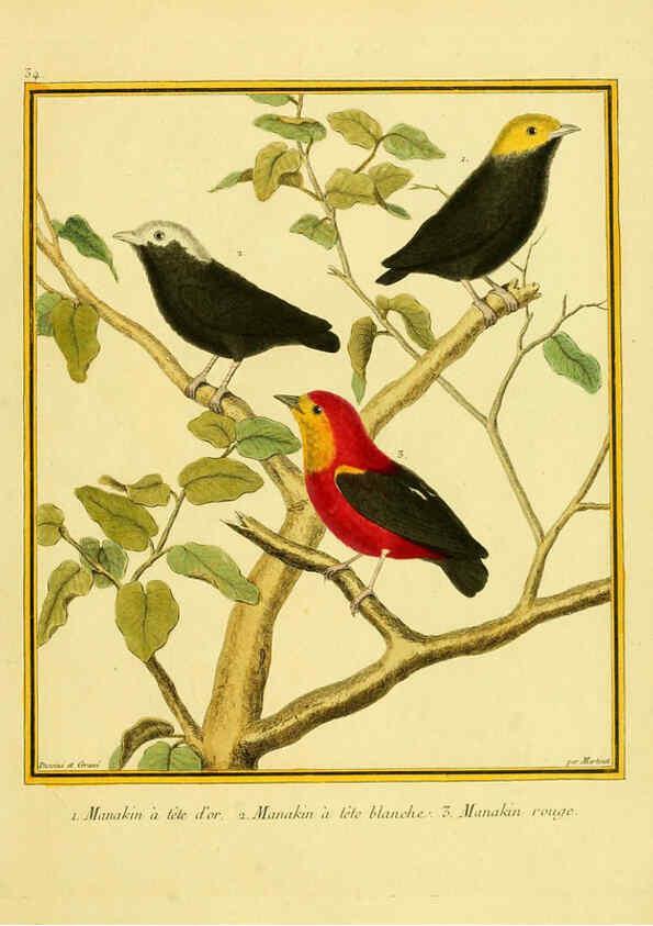 Reproducción/Reproduction 6009192204: Planches enluminées d'histoire naturelle t.1 Paris? :s.n.,1765-1783? 