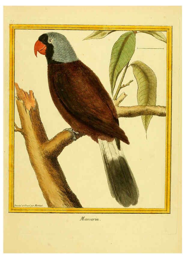 Reproducción/Reproduction 6009192426: Planches enluminées d'histoire naturelle t.1 Paris? :s.n.,1765-1783? 