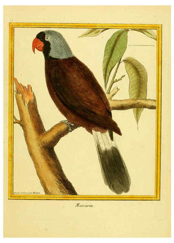 Reproducción/Reproduction 6009192426: Planches enluminées d'histoire naturelle t.1 Paris? :s.n.,1765-1783? 