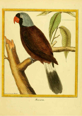 Reproducción/Reproduction 6009192426: Planches enluminées d'histoire naturelle t.1 Paris? :s.n.,1765-1783? 