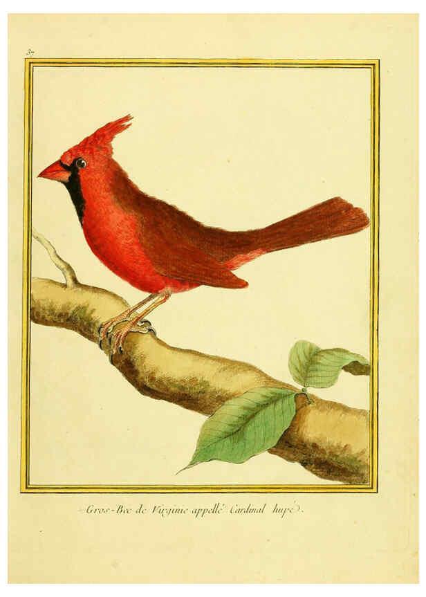 Reproducción/Reproduction 6009193050: Planches enluminées d'histoire naturelle t.1 Paris? :s.n.,1765-1783? 