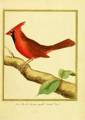 Reproducción/Reproduction 6009193050: Planches enluminées d'histoire naturelle t.1 Paris? :s.n.,1765-1783? 