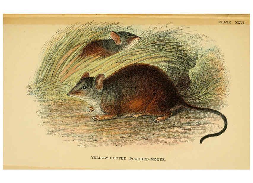 Reproducción/Reproduction 6008903708: A hand-book to the marsupialia and monotremata London :E. Lloyd,1896
