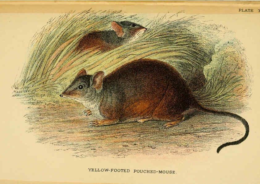 Reproducción/Reproduction 6008903708: A hand-book to the marsupialia and monotremata London :E. Lloyd,1896