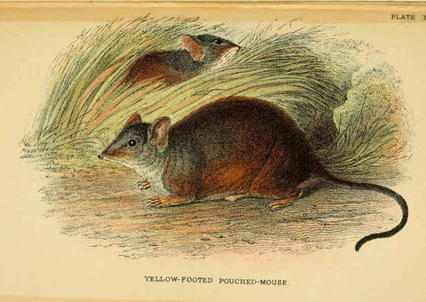 Reproducción/Reproduction 6008903708: A hand-book to the marsupialia and monotremata London :E. Lloyd,1896